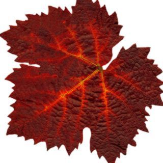 Rote Weinrebe