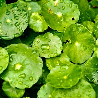 Centella asiatica