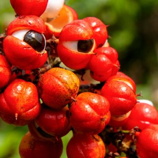 Guarana
